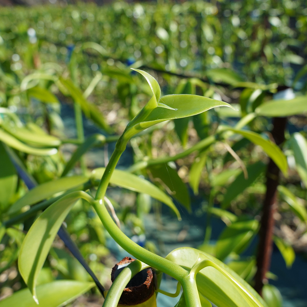 バニラ香るAMAMIシュガー 島の幸々 | よろずを継ぐもの｜継ぐべきもの
