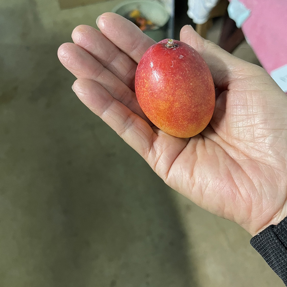 来間島（宮古島）産 有機栽培ピンポンマンゴー 島の幸々 | よろずを