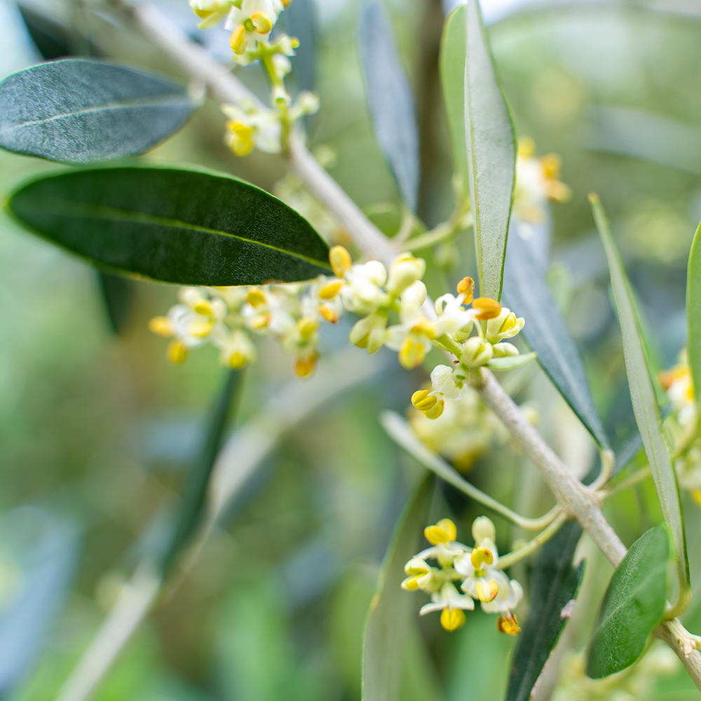 壱岐産エキストラバージンオリーブオイル・はちみつセット 島の幸々