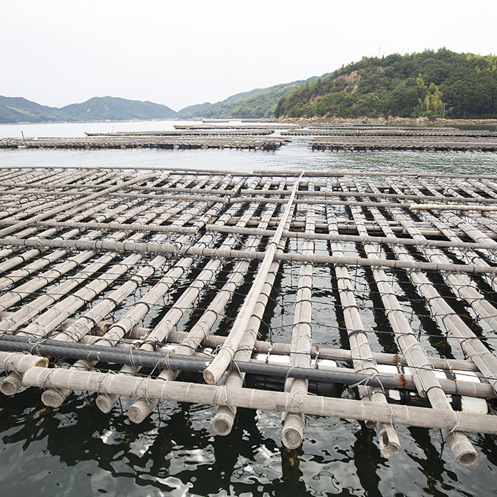 冷凍殻付き牡蠣 喜多嬉かき（加熱用） 12粒入り 島の幸々 | よろずを