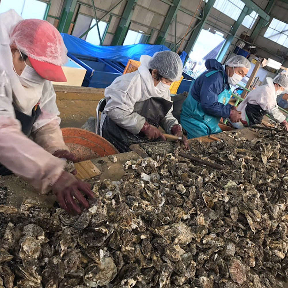 冷凍殻付き牡蠣 喜多嬉かき（加熱用） 12粒入り 島の幸々 | よろずを