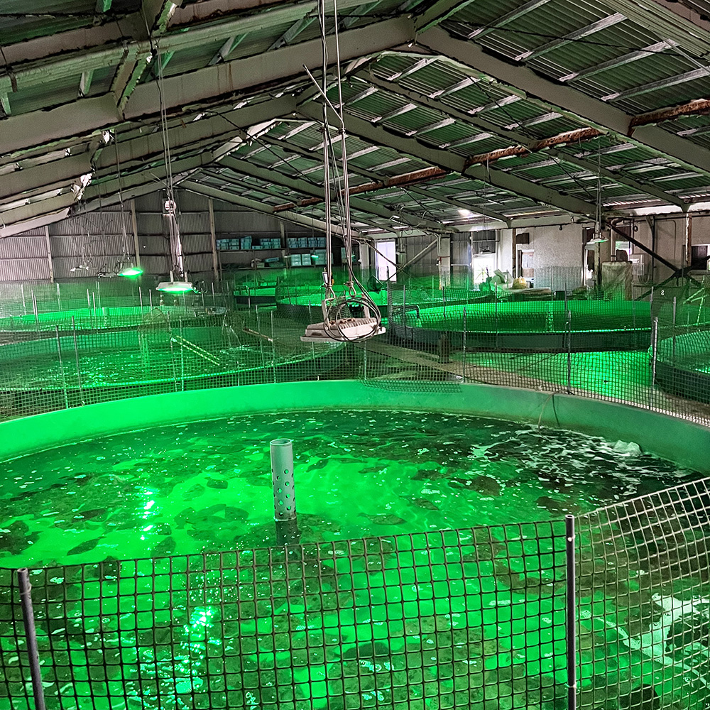 笠戸ひらめの薄造り2人前 島の幸々 | よろずを継ぐもの｜継ぐべきもの