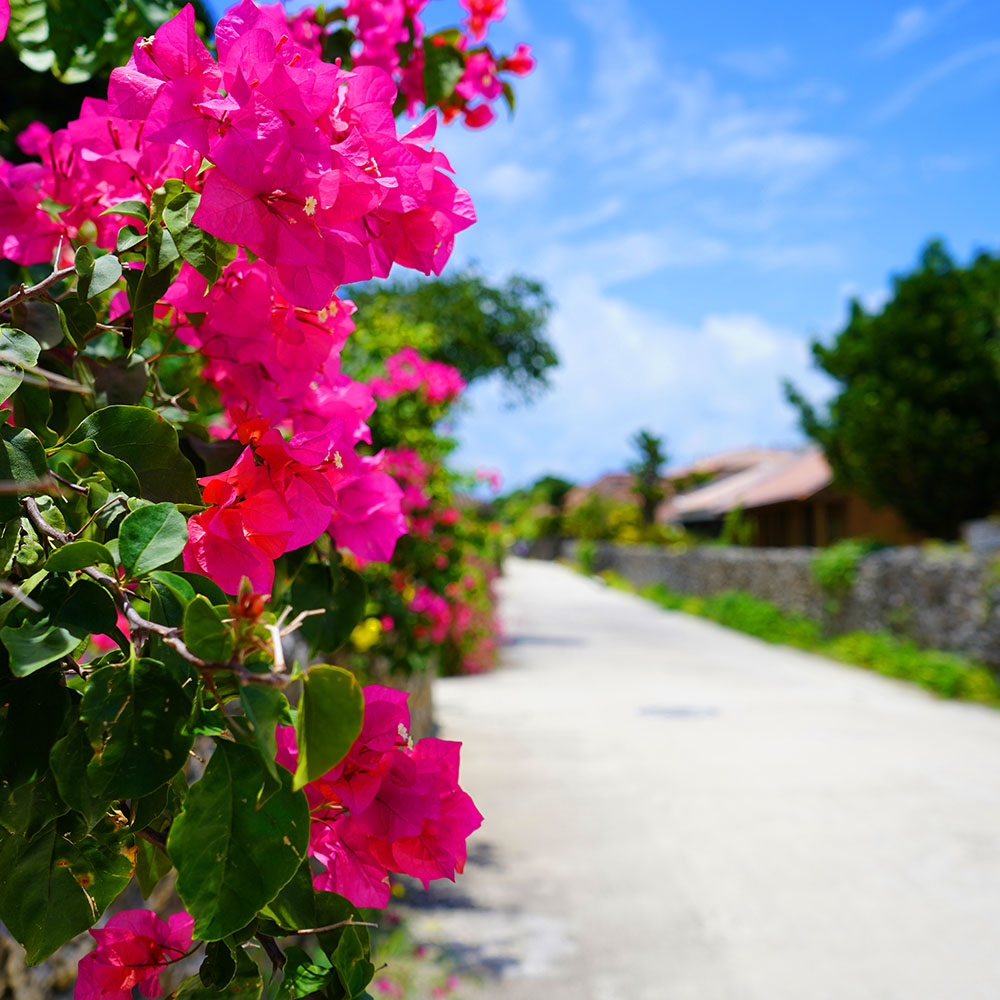 タペストリー 大胡蝶 島の幸々 | よろずを継ぐもの｜継ぐべきものを