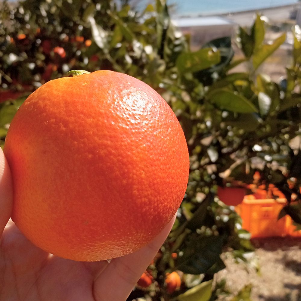 【限定10セット】小豆島産のブラッドオレンジ（タロッコ種） ５kg（40個前後）