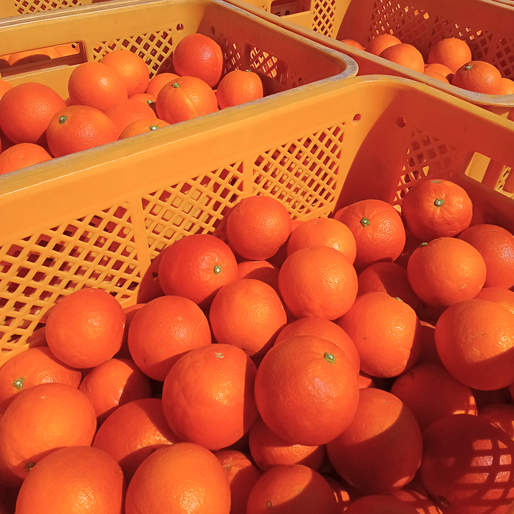 【限定10セット】小豆島産のブラッドオレンジ（タロッコ種） ５kg（40個前後）
