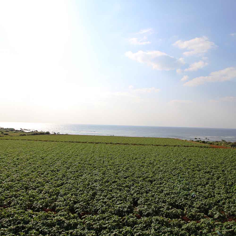 milk cocoa20ページ　県徳之島産　新じゃがいも milk cocoa20ページ 県徳之島産 新じゃがいも 楽天市場】鹿児島