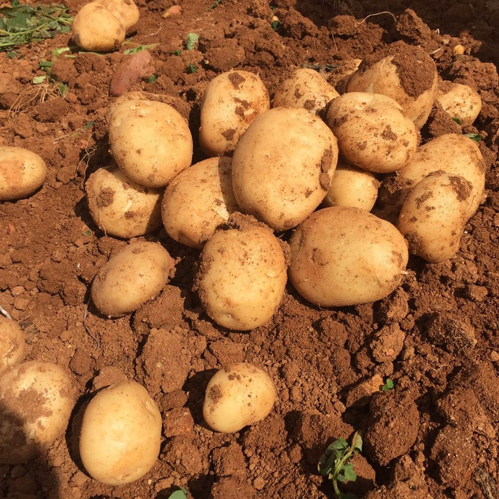 徳之島の新じゃが 島の幸々 | よろずを継ぐもの｜継ぐべきものをよろず