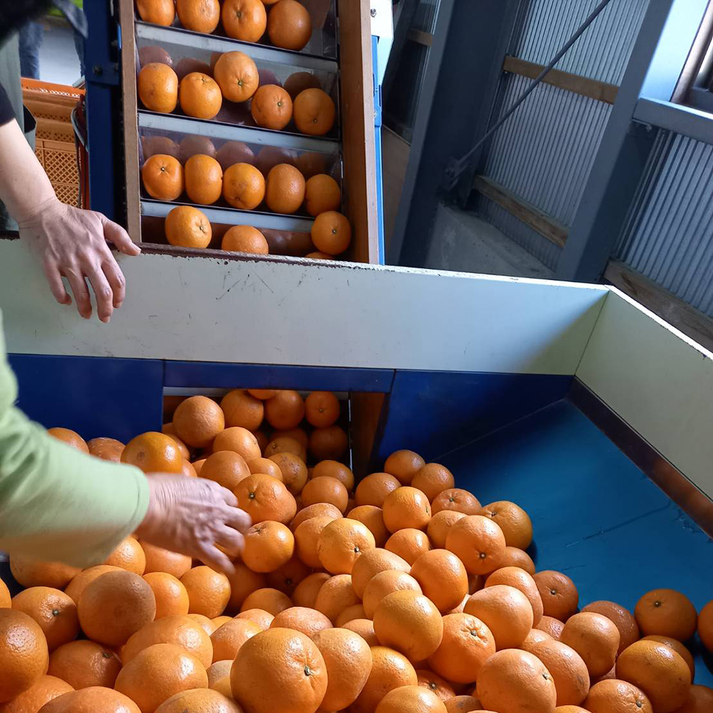鹿児島天城町】林果樹園 徳之島産 タンカン【ご家庭用】混合