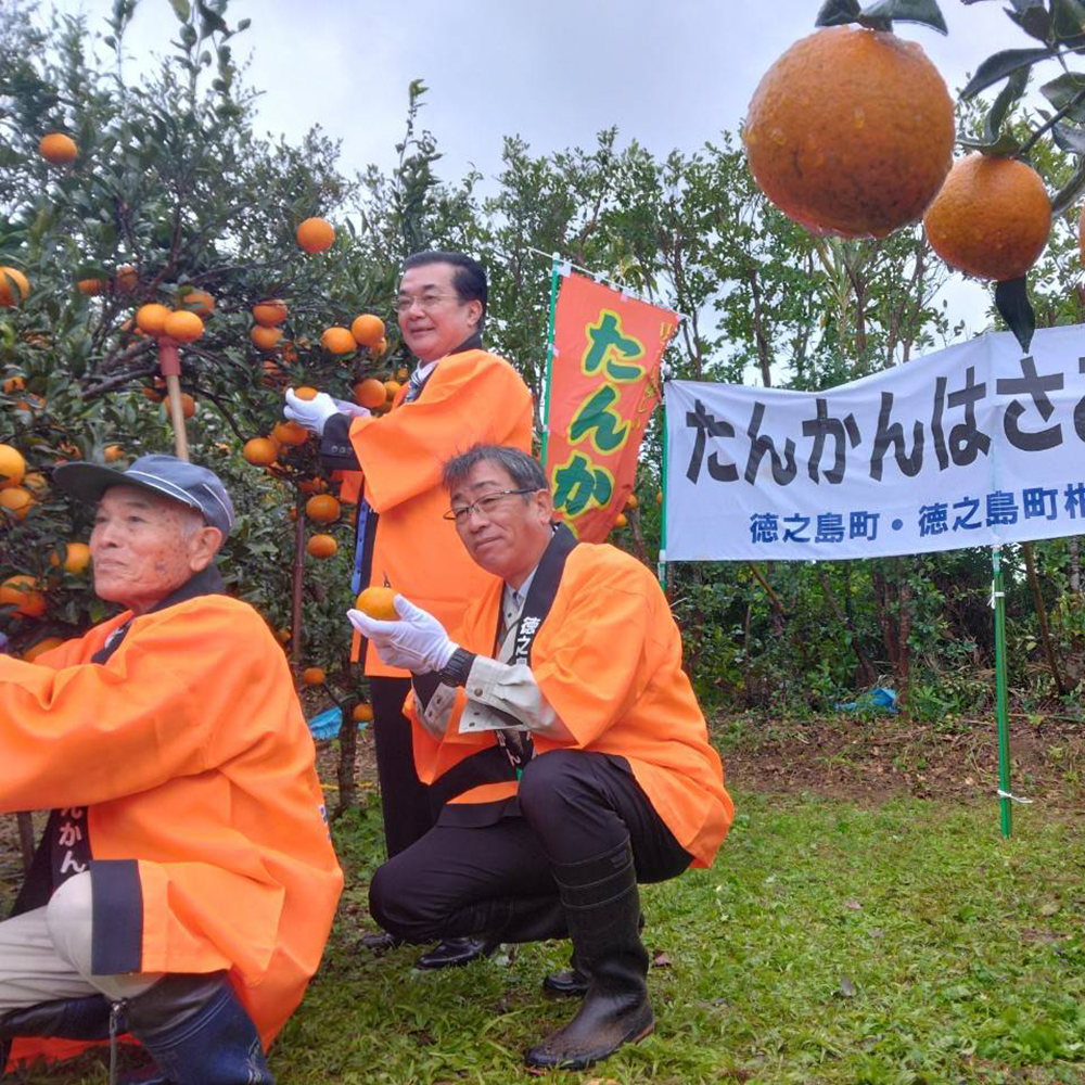 まろん様専用‼️徳之島産 たんかん10キロ 無農薬 徳之島産 たんかん 10