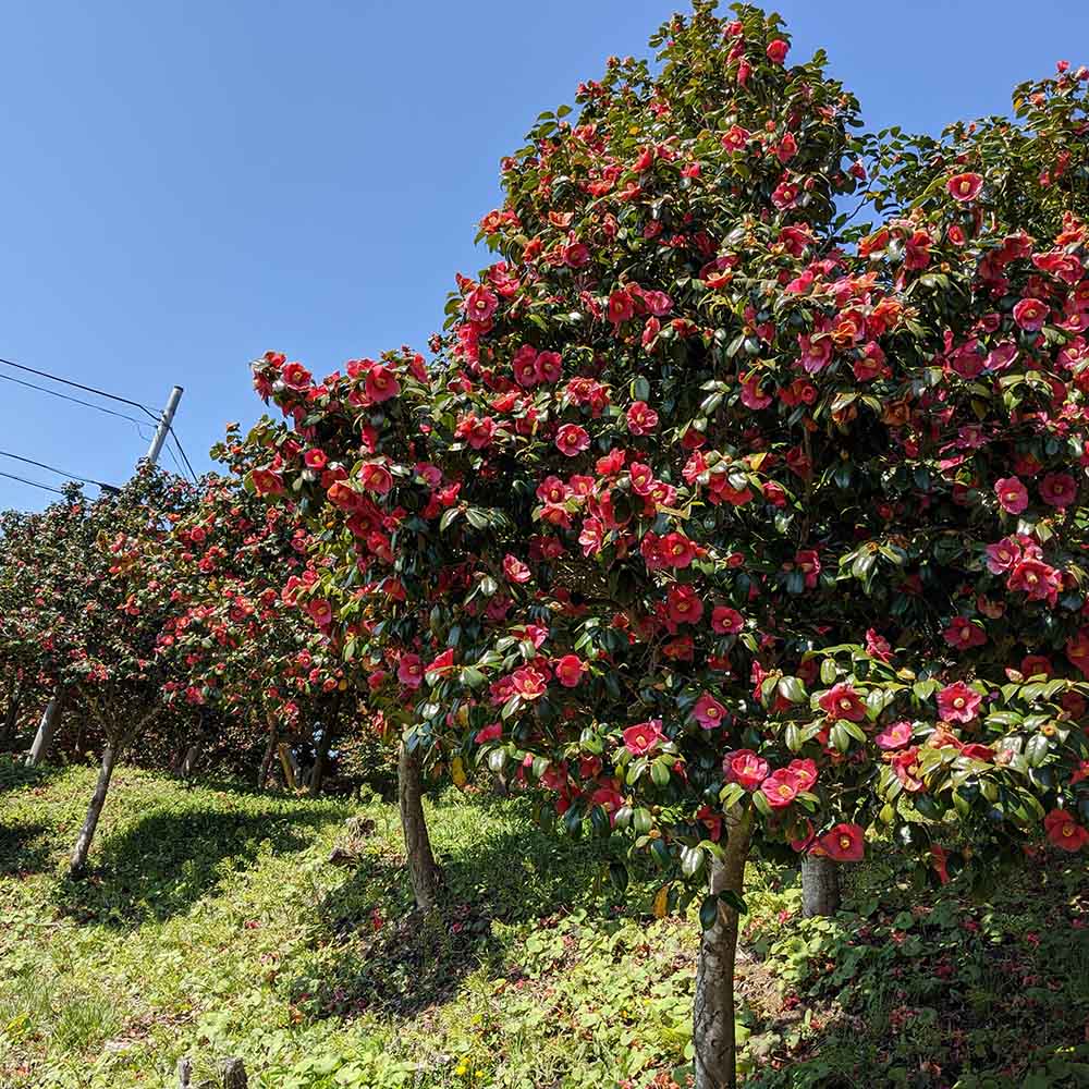 純椿」セット （30ml・100ml） 島の幸々 | よろずを継ぐもの｜継ぐべき