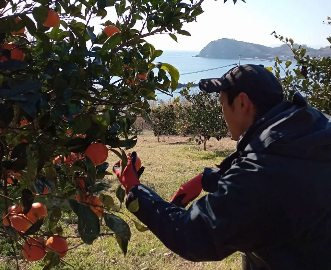 香川県小豆島産朝焼け色に輝く柑橘 ブラッドオレンジ(タロッコ種)/島の