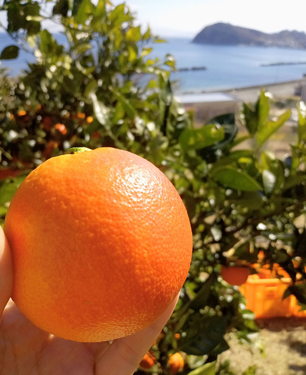 香川県小豆島産朝焼け色に輝く柑橘 ブラッドオレンジ(タロッコ種)