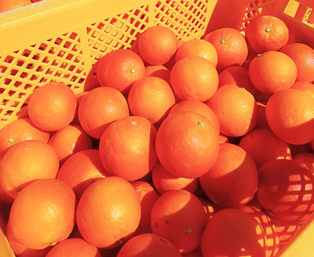 香川県小豆島産朝焼け色に輝く柑橘 ブラッドオレンジ(タロッコ種)