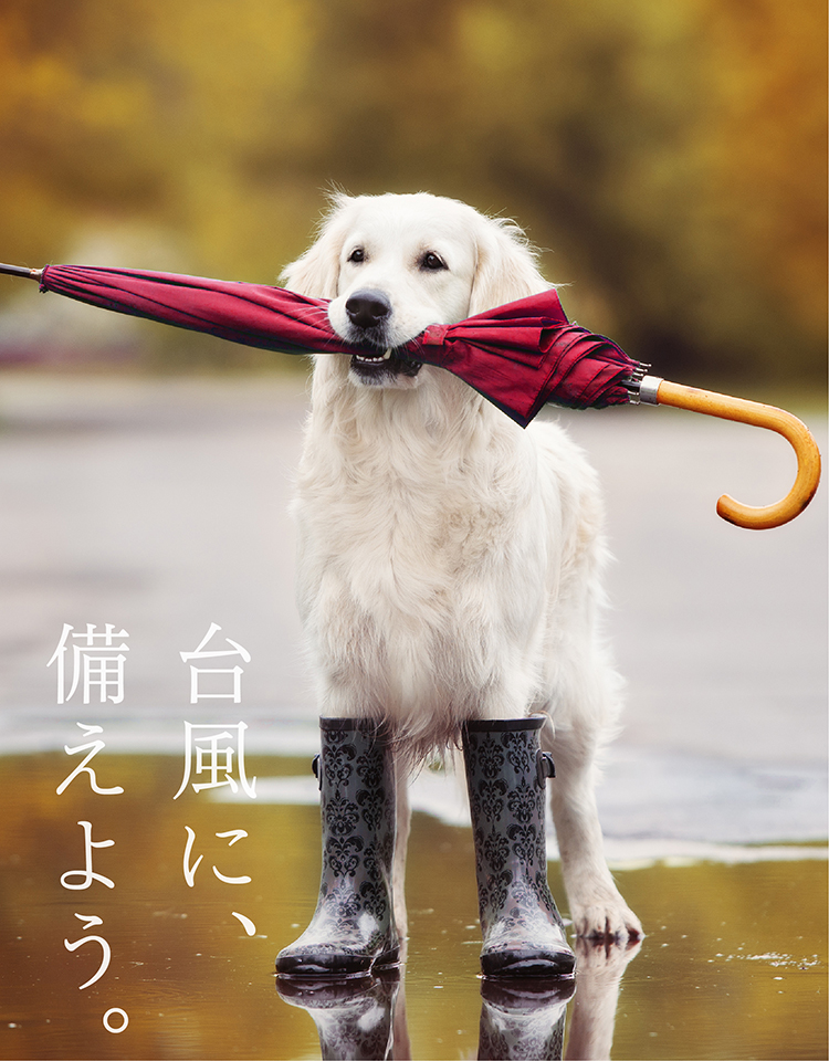 日傘/ 傘もよう | よろずを継ぐもの｜継ぐべきものをよろず集め